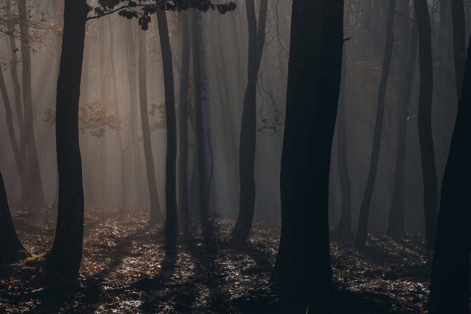 Fathergore - We of the While | Melt Records